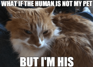 cat-memes-1