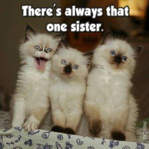 cat-sisters