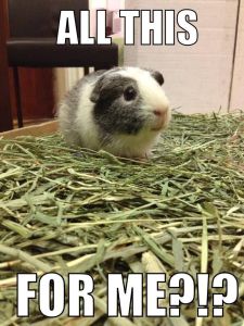 Guinea Pig 1