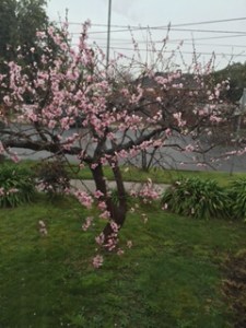 Peach tree 3