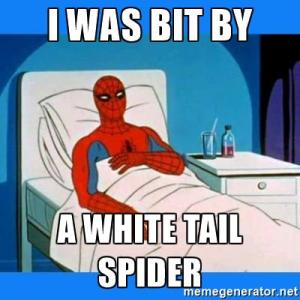 White Tail spider