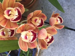 Orchids 3