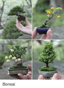bonsai