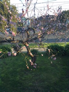 Peach Tree