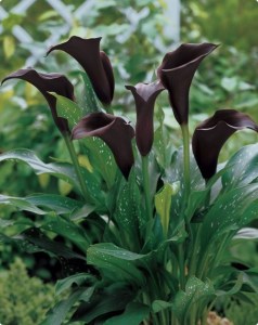 Growing Calla Lily