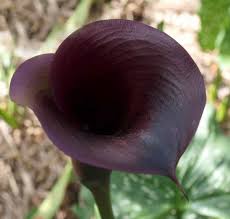 Hot Chocolate Calla Lily
