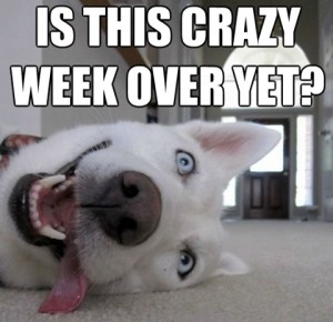 this_crazy_week