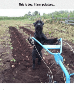 Dog on the farm