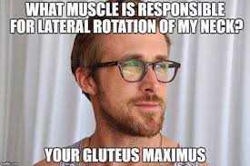 Gluteous Maximus