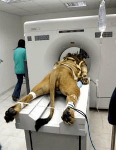 Lying on CT Scanner