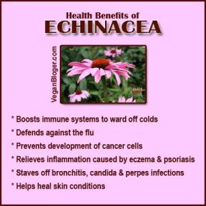 Echinacea
